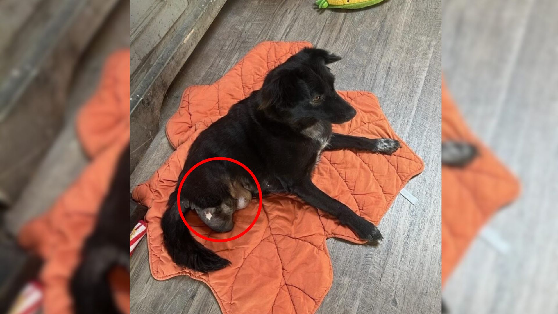 dog with two legs