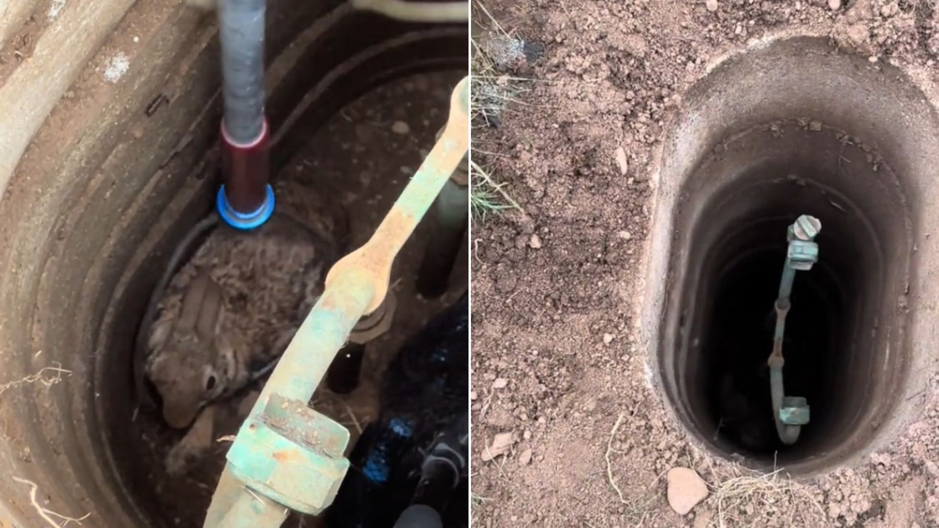 rabbit in well