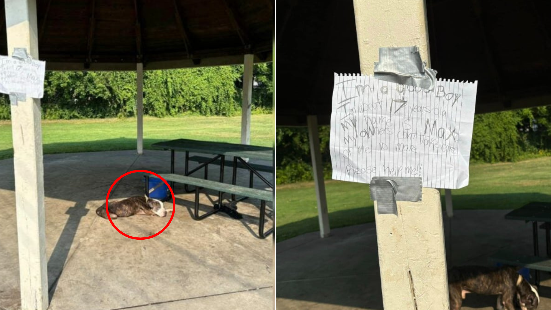 abandoned dog with note