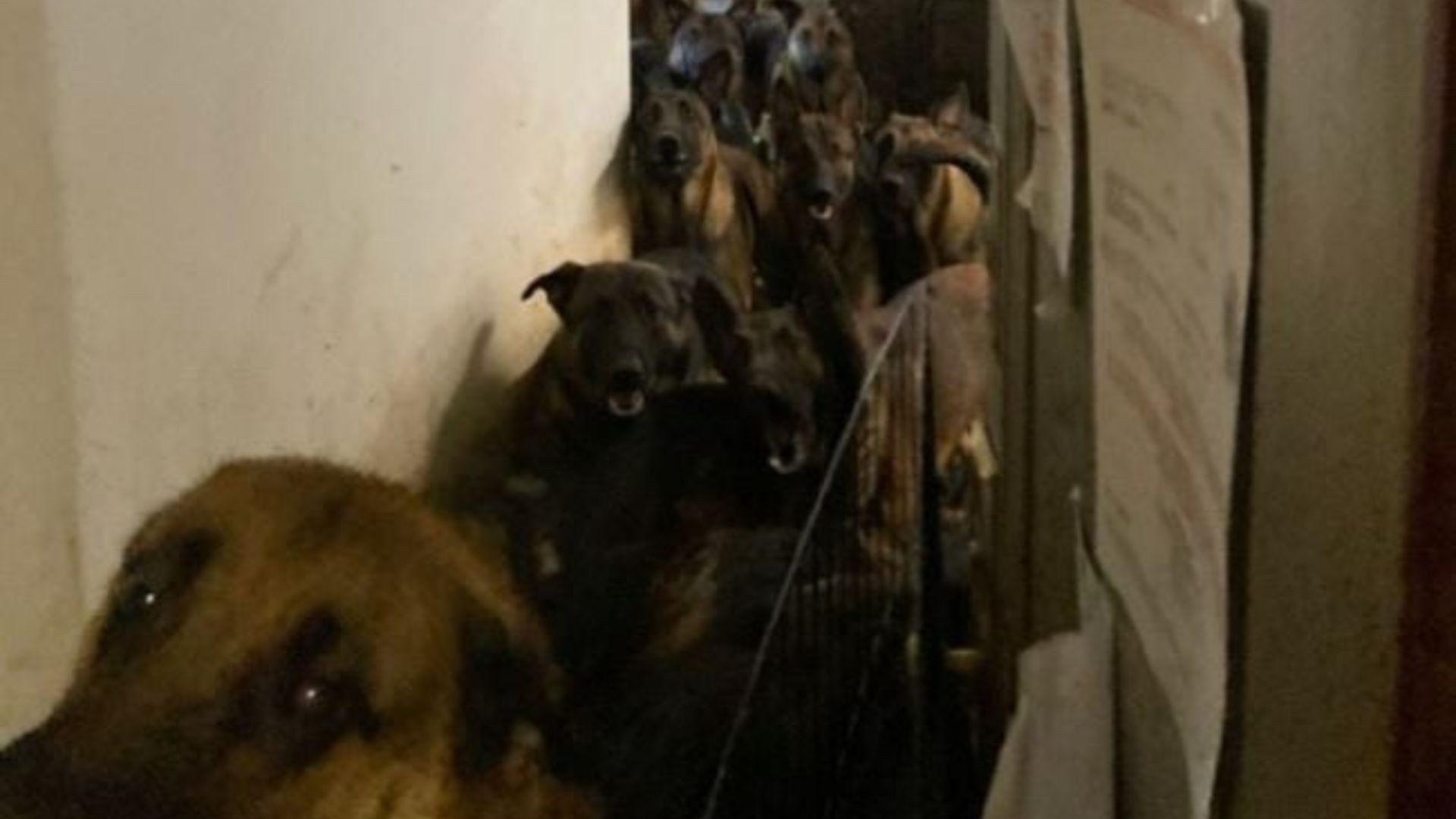 dogs in house