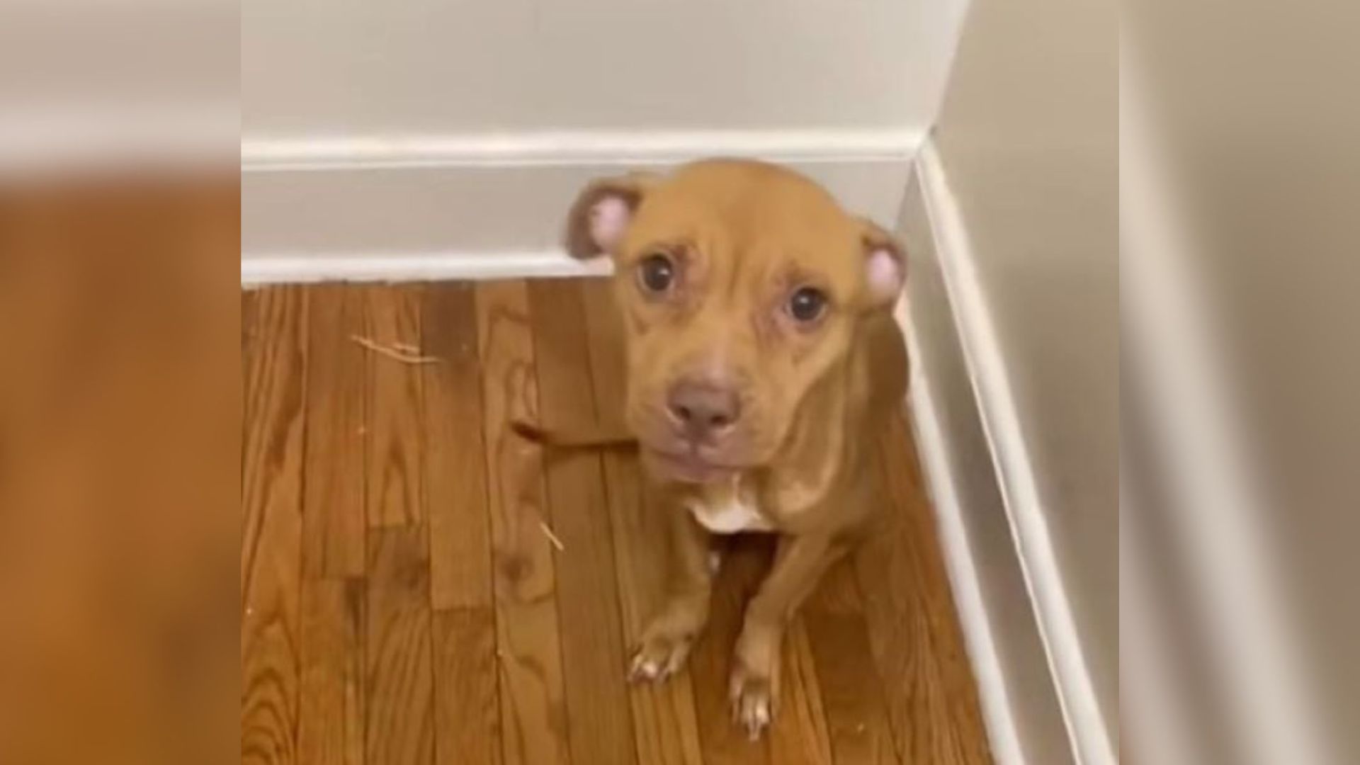 dog in house
