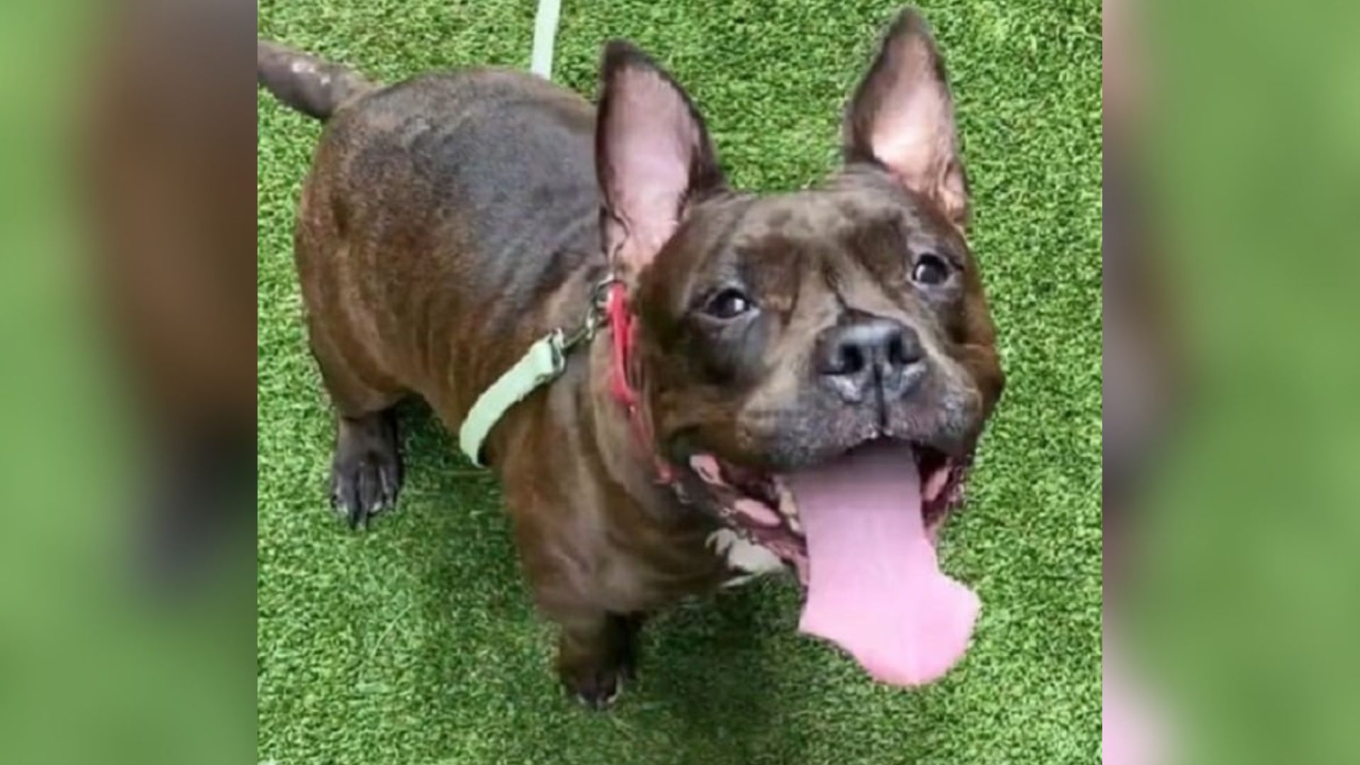 sweet happy dog