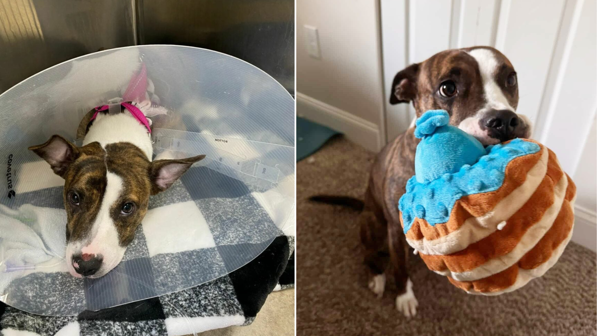 dog with neck cone