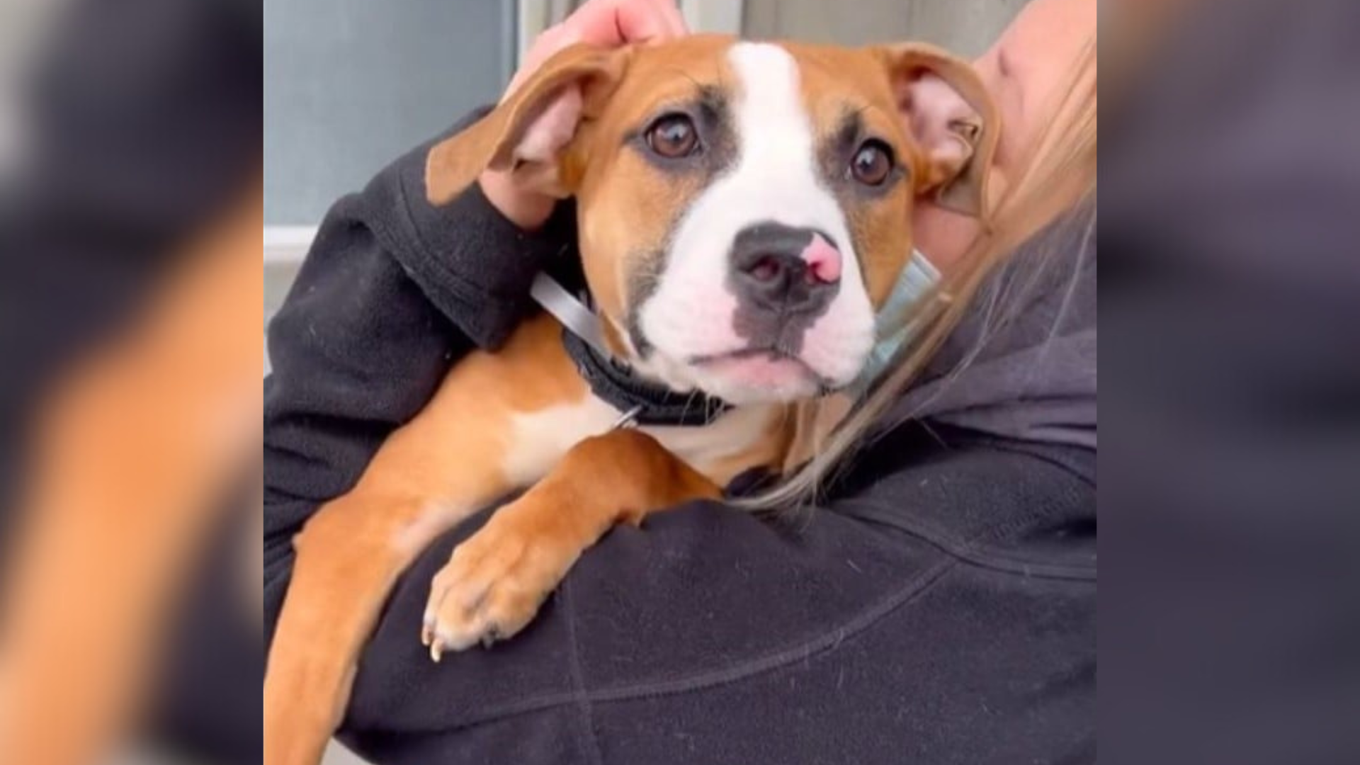 person holding dog