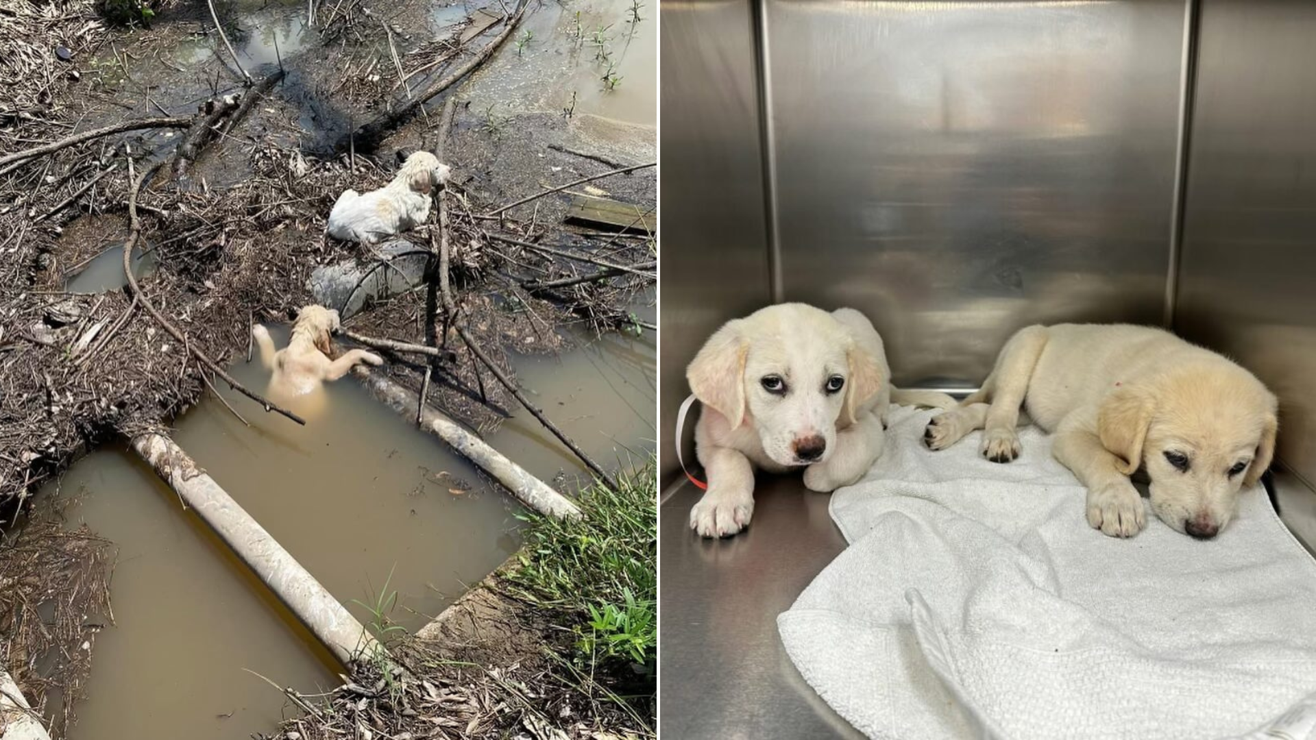 puppies rescued from water