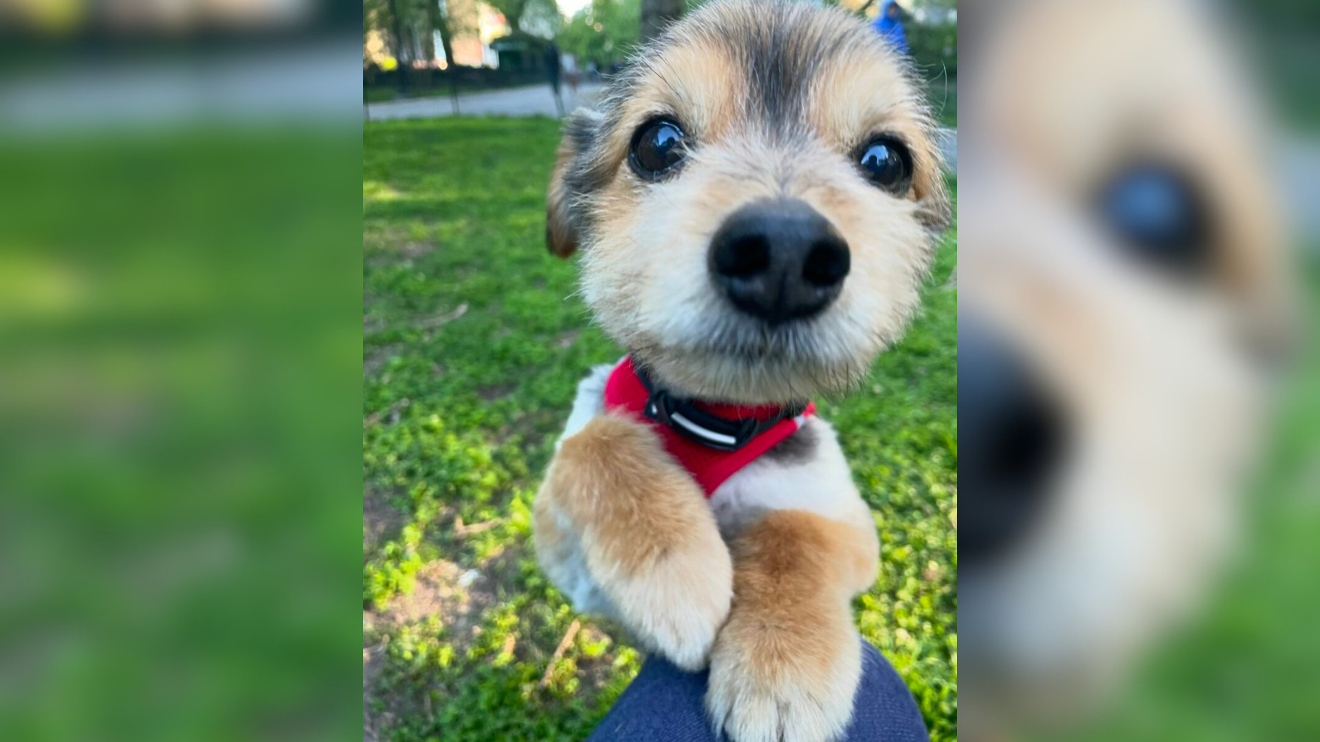 small cute dog