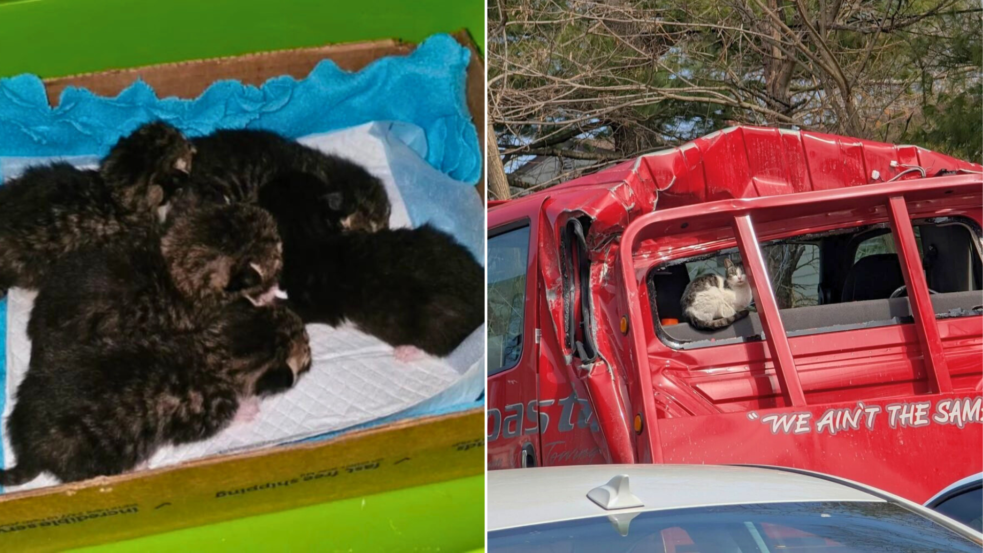 kitten rescue