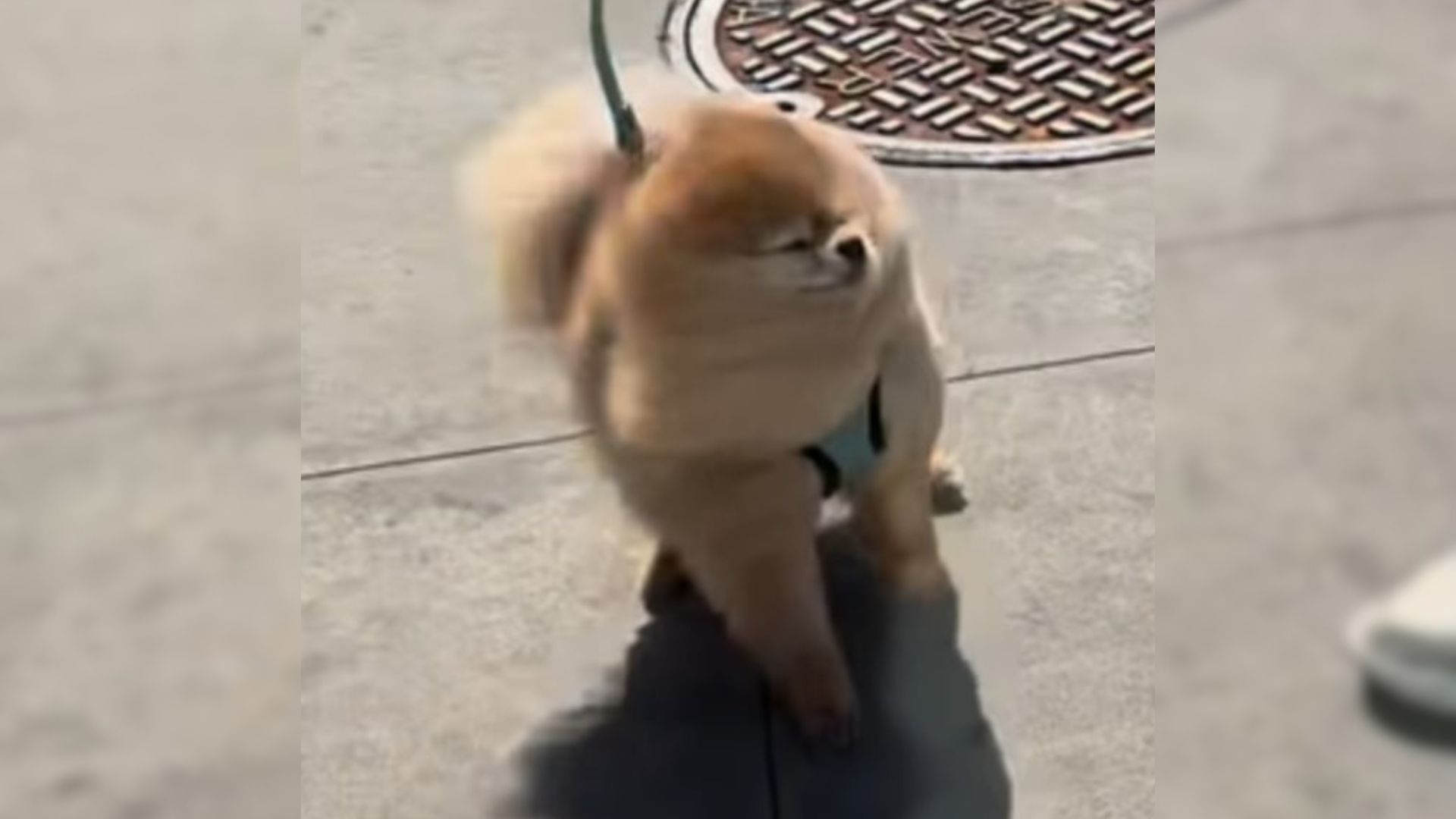 fluffy Pomeranian