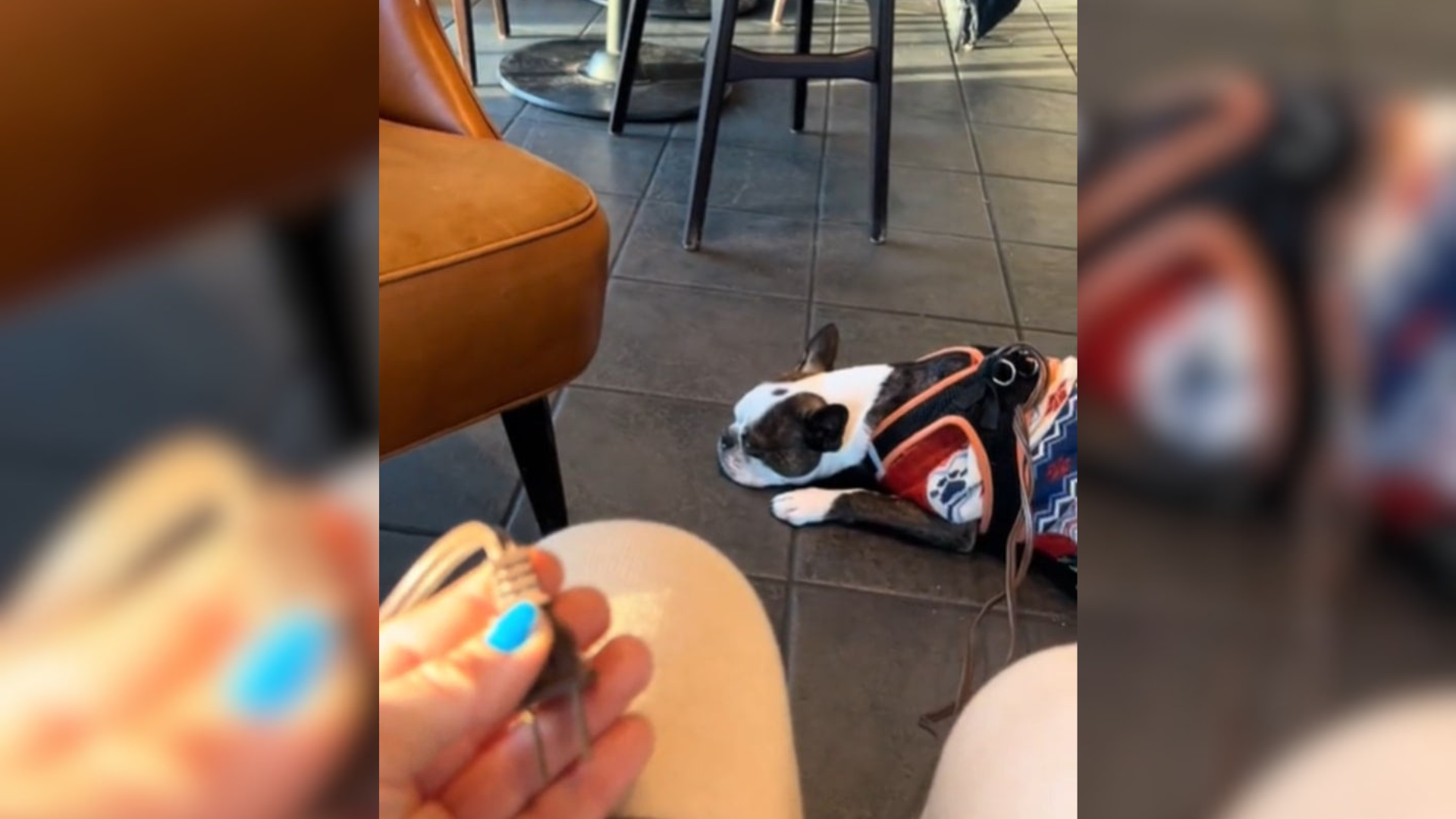 dog at a cafe