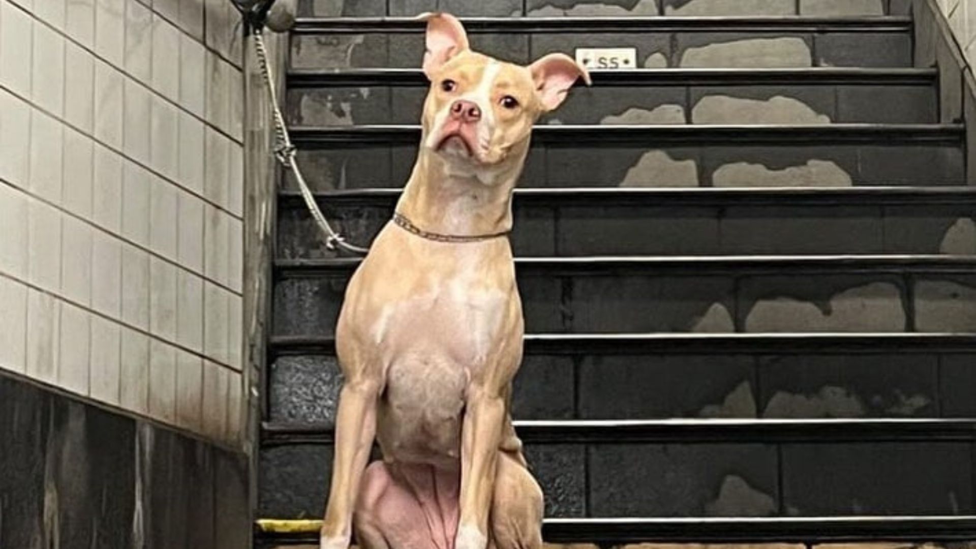 lonely dog