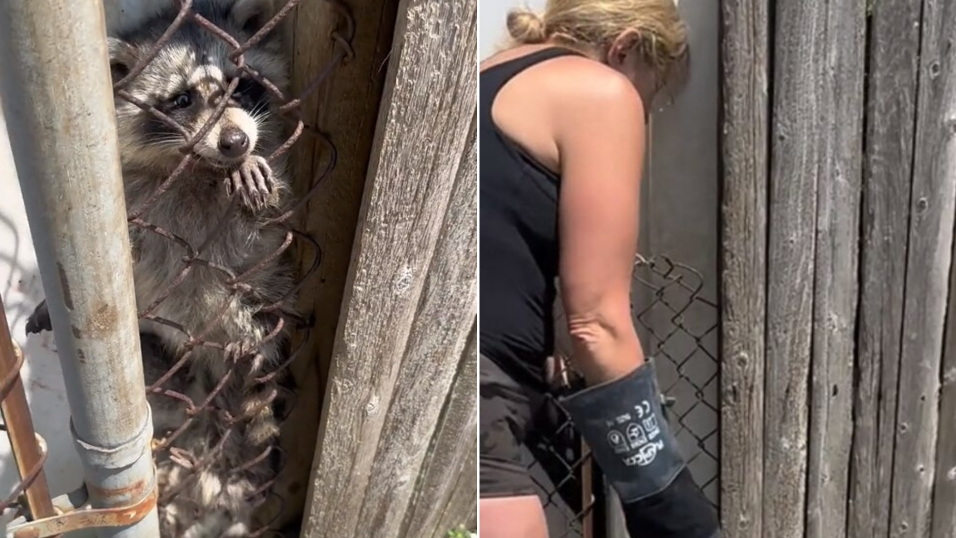 woman rescuing raccoon