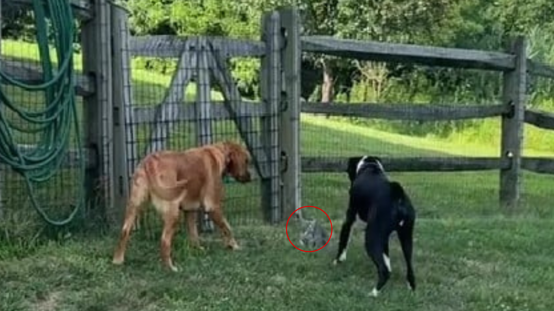two dogs on lawn
