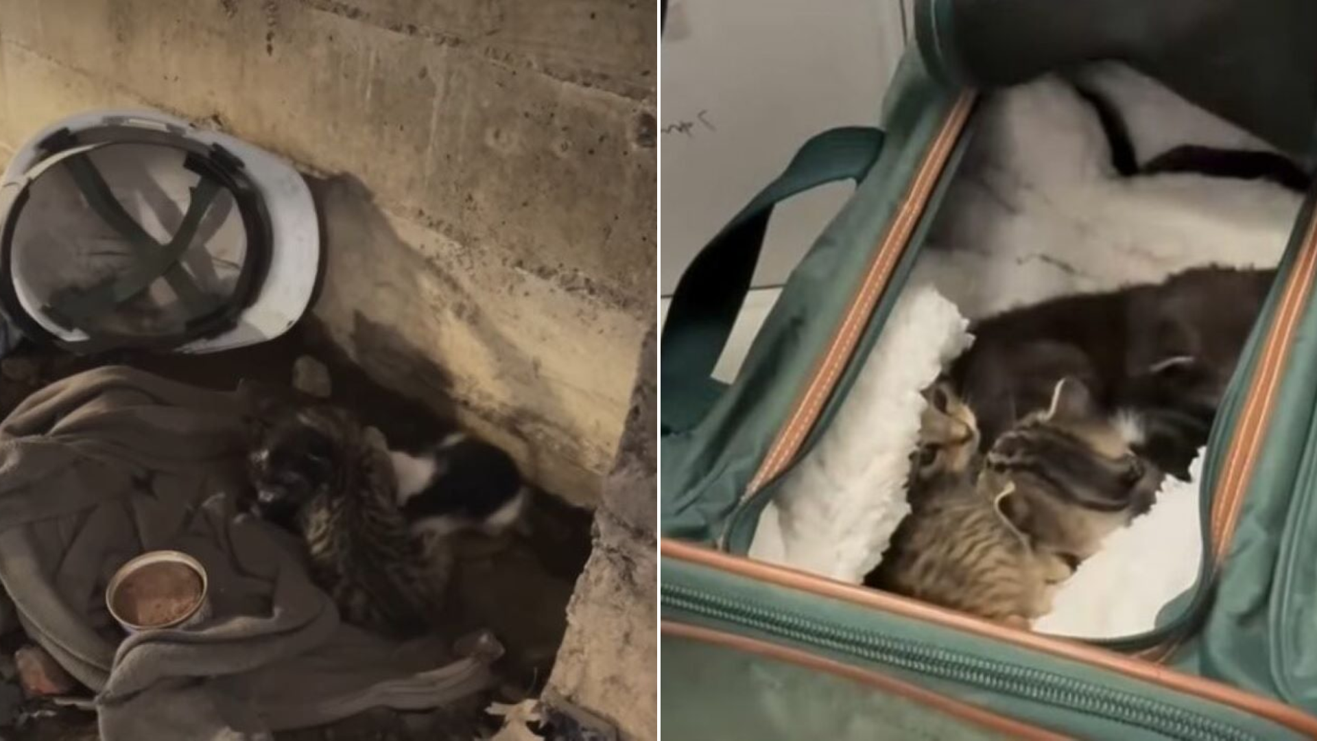abandoned kittens
