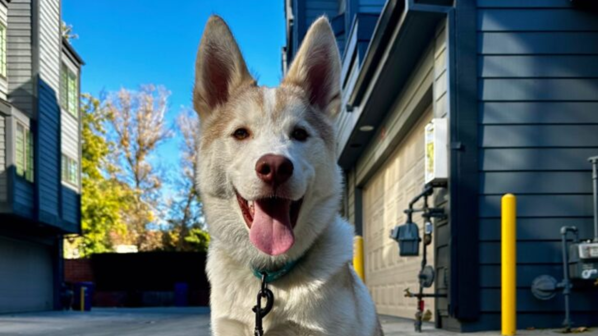 white husky puppy