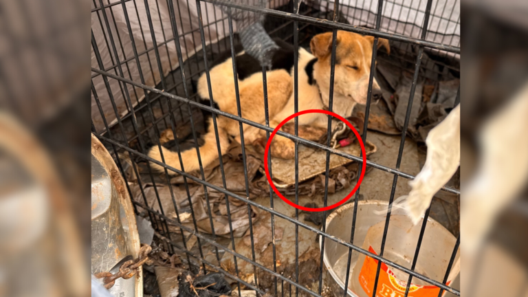 dog in dirty cage