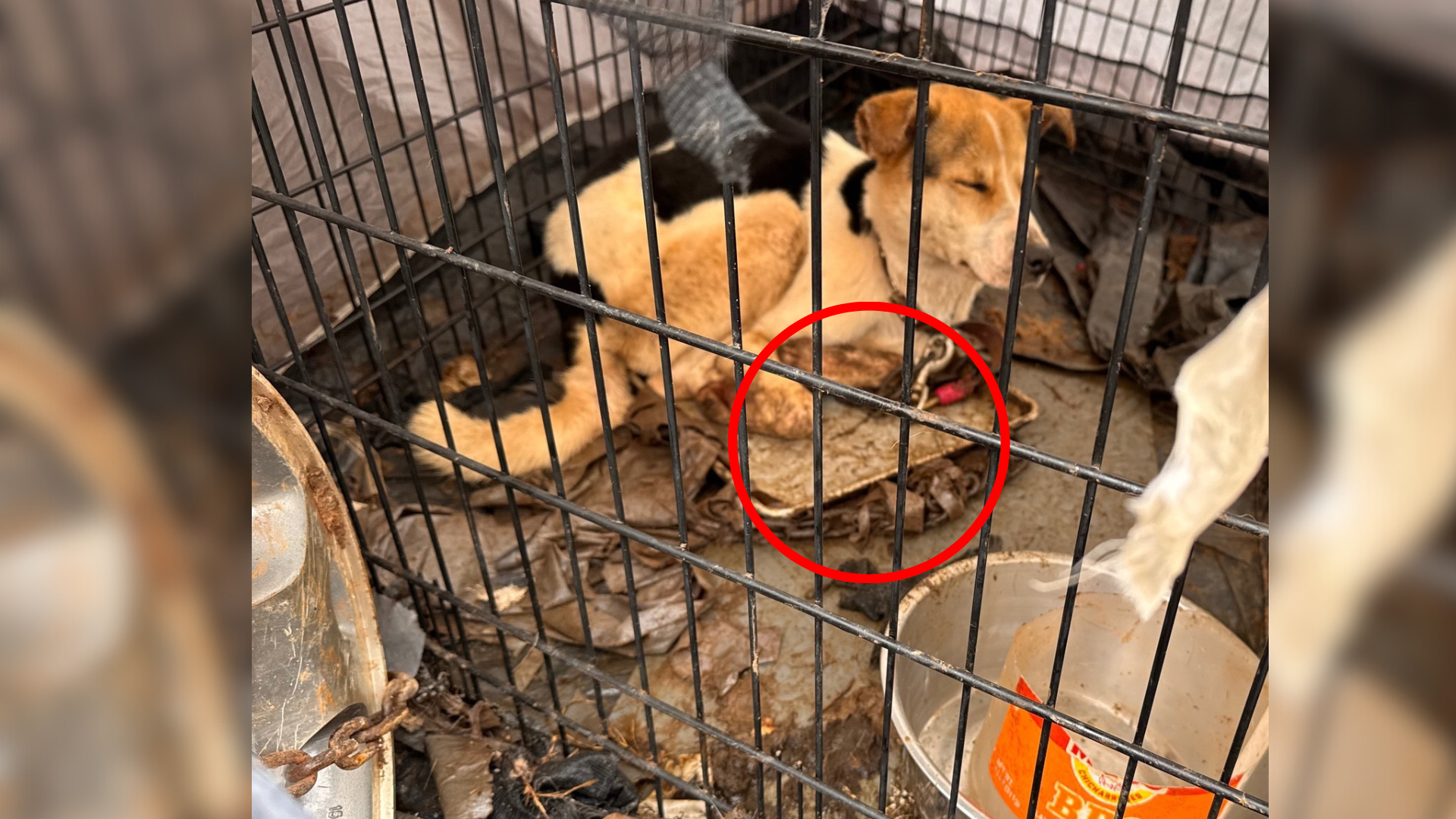 dog in dirty cage