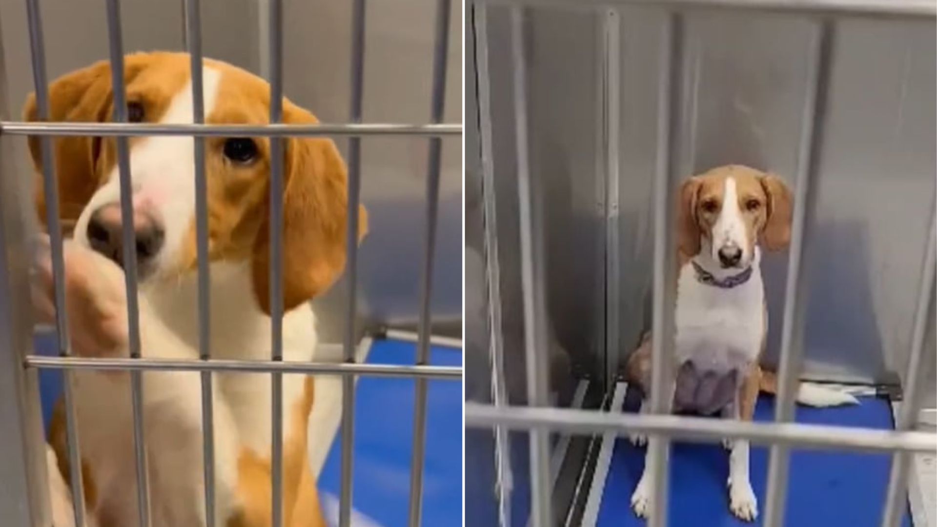 dog in shelter