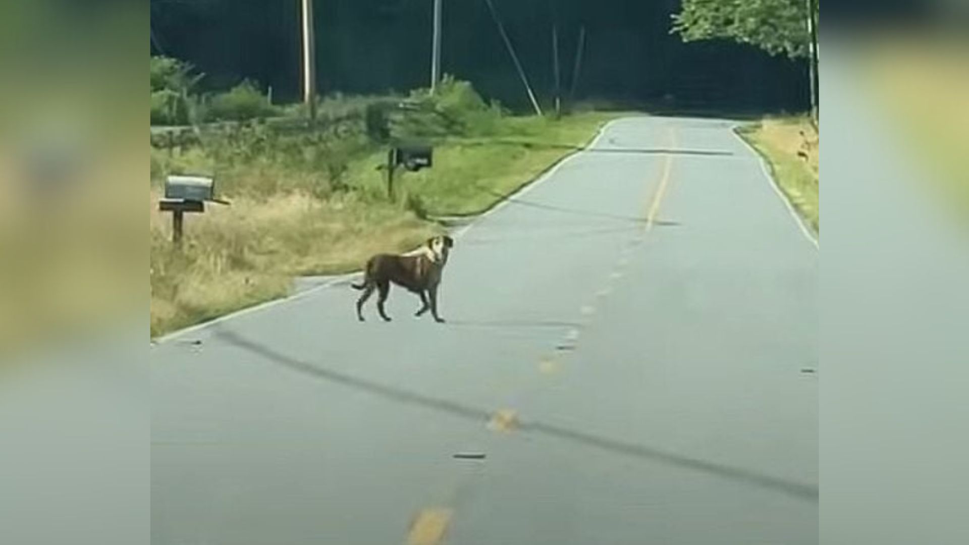 dog running on road