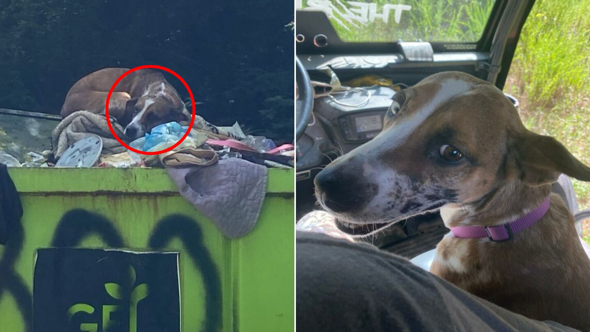 dog in dumpster