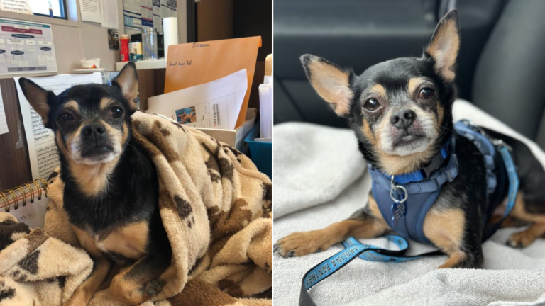 small dog in blanket