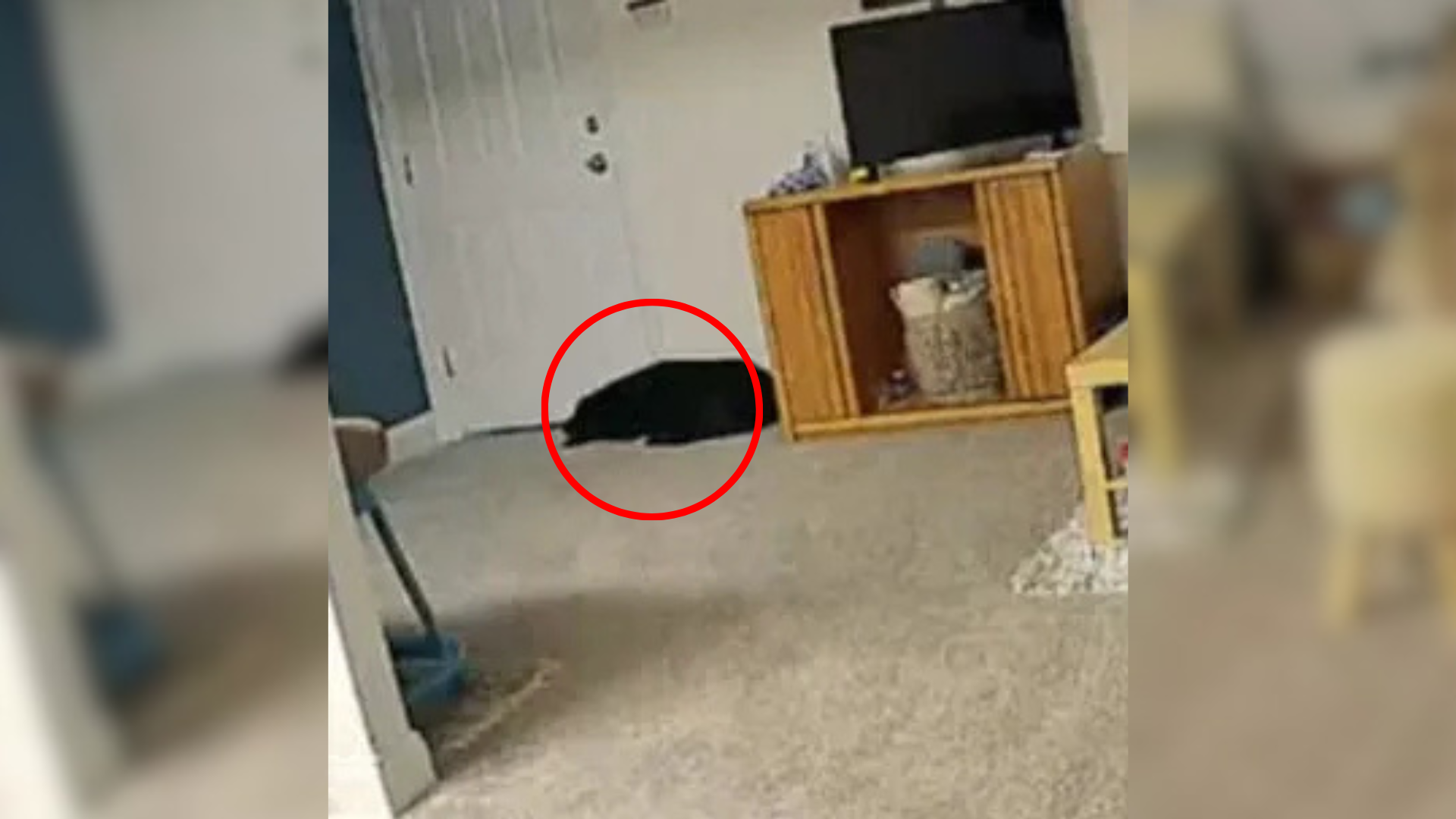 dog lying by door
