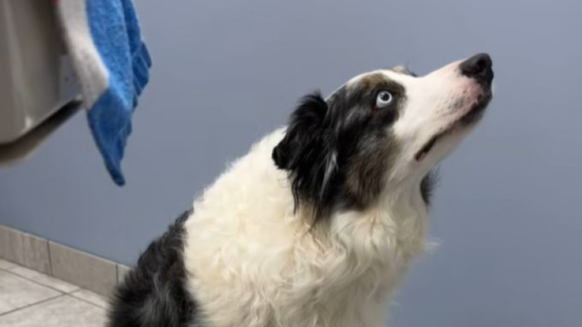 dog with focused eyes