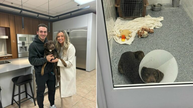 couple and sweet shelter dog