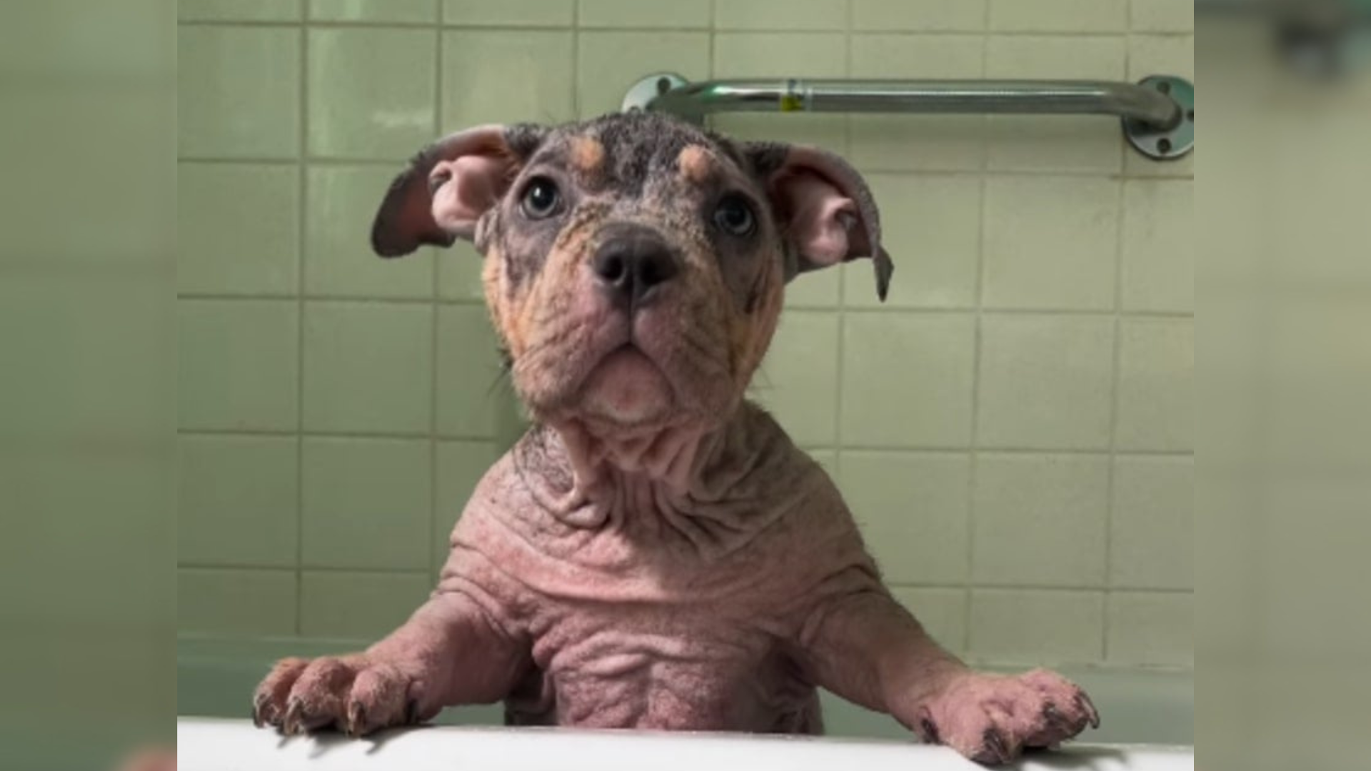 mangy dog