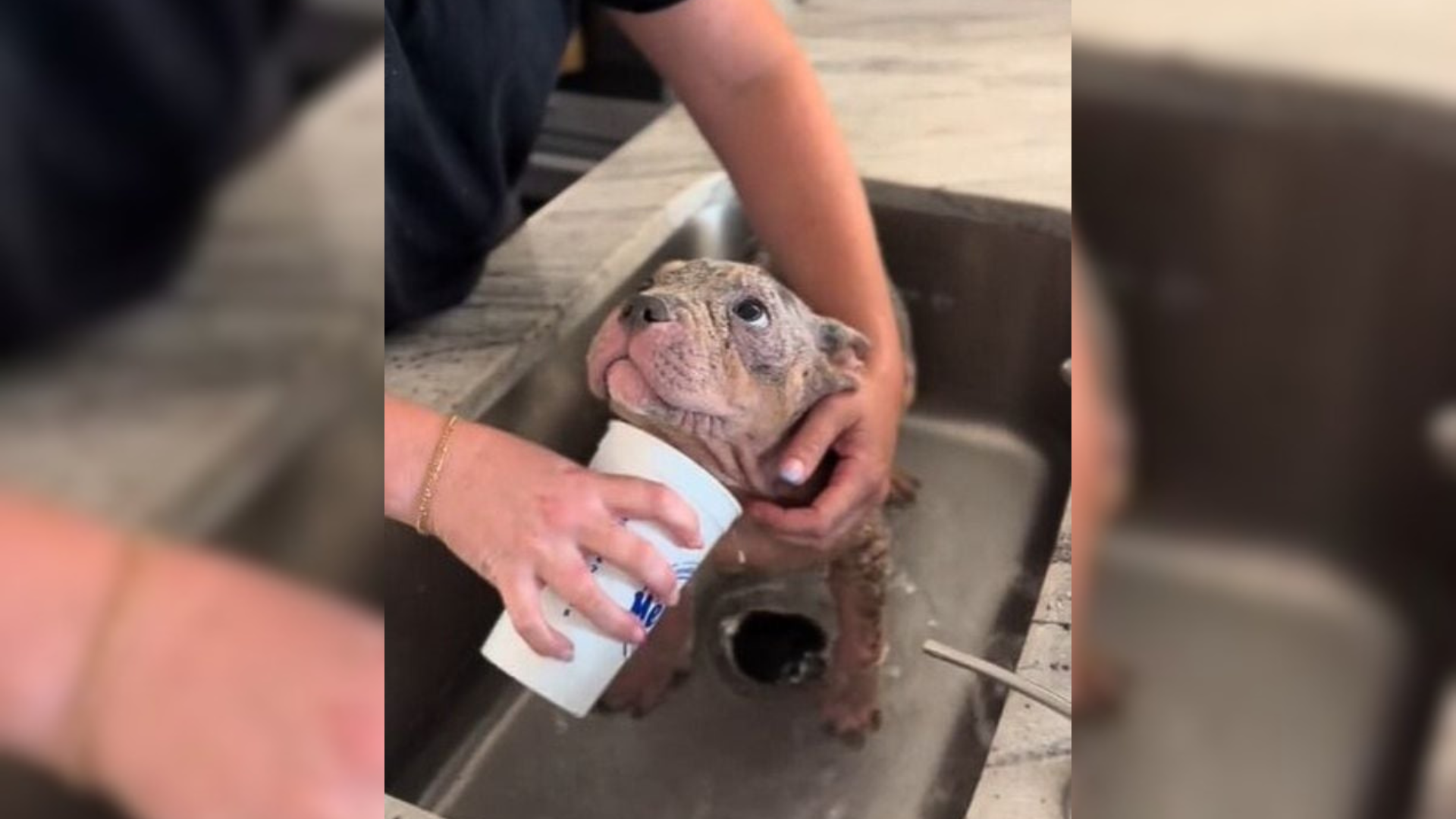 small dog getting bath