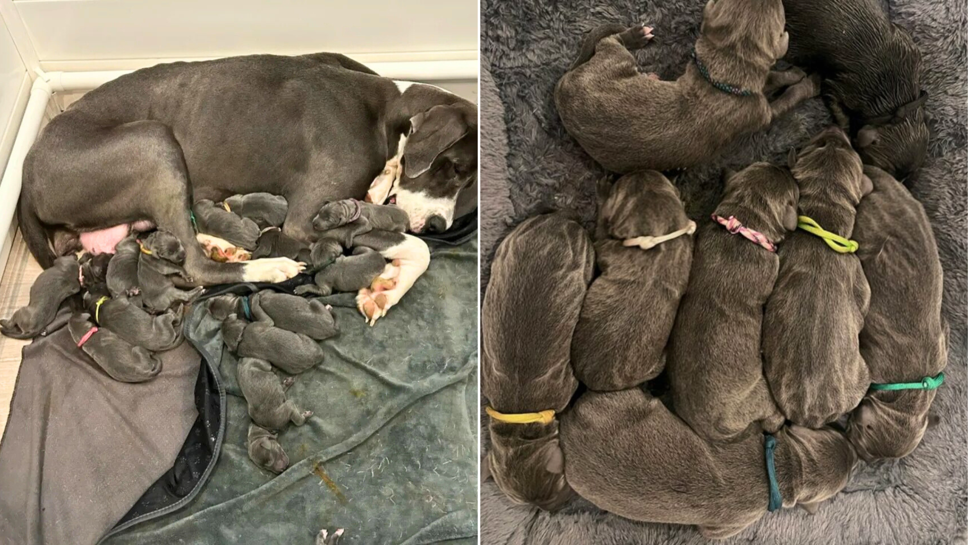 large puppy litter