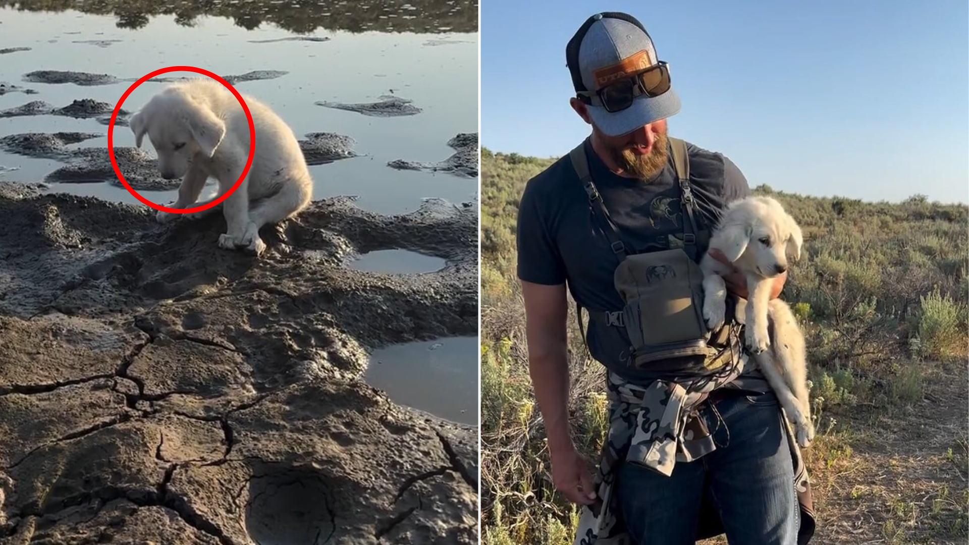 dog found in mud