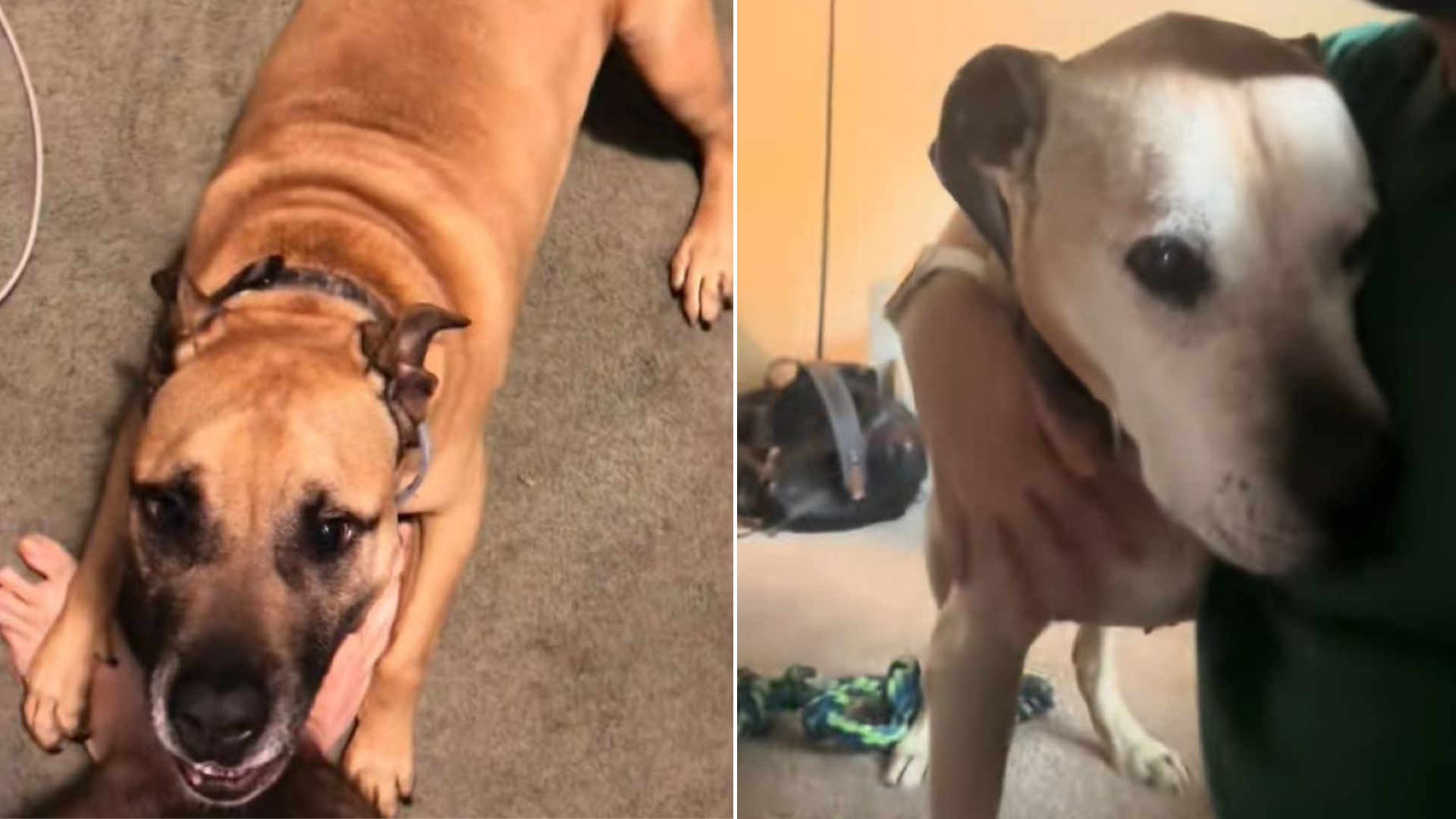 dog cuddling person