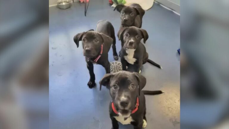 abandoned puppies