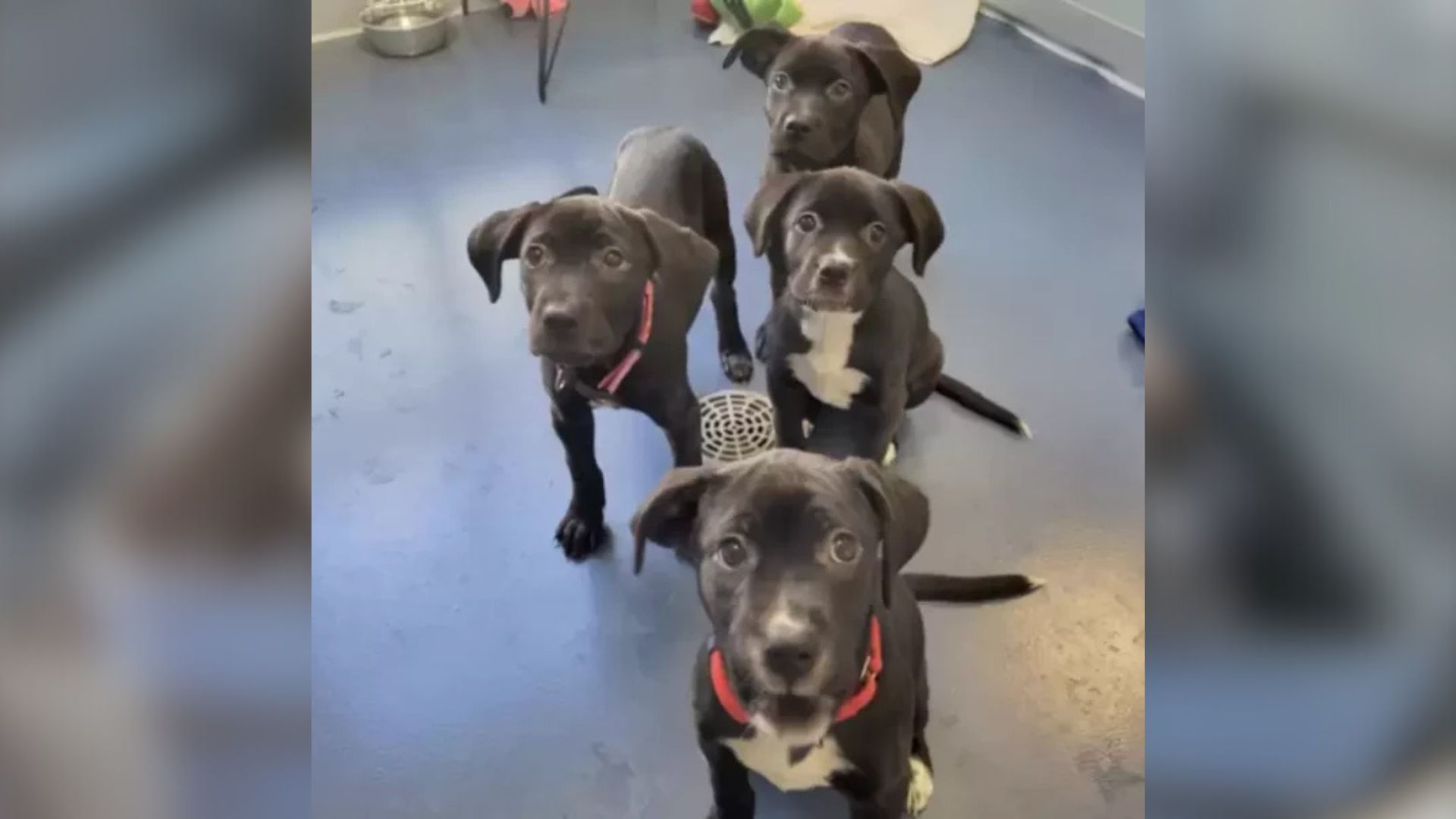 abandoned puppies