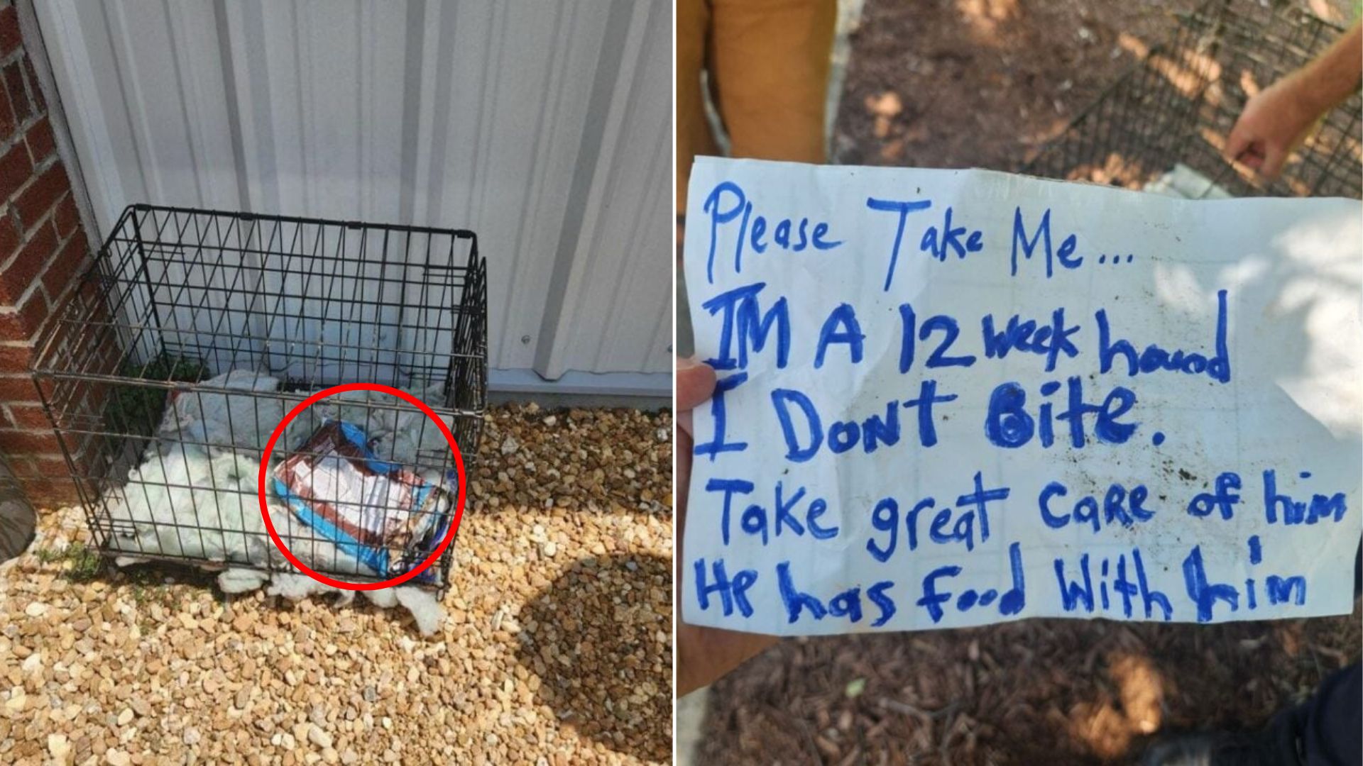 puppy in cage