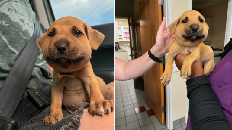 dog with swollen face
