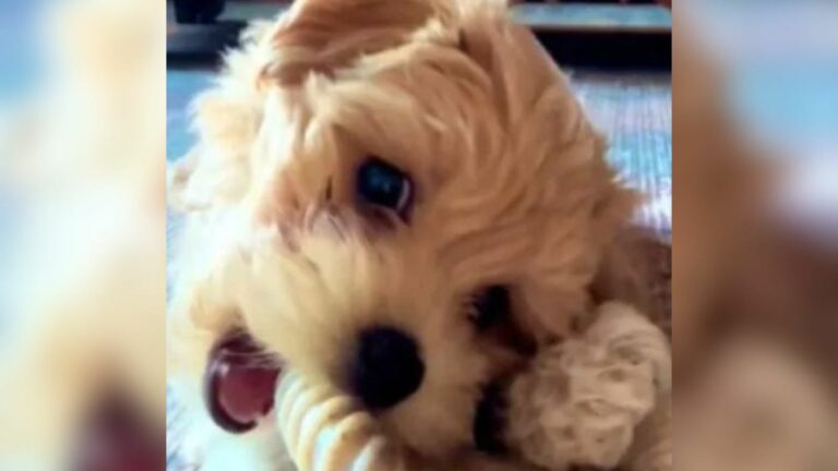 sweet tiny dog