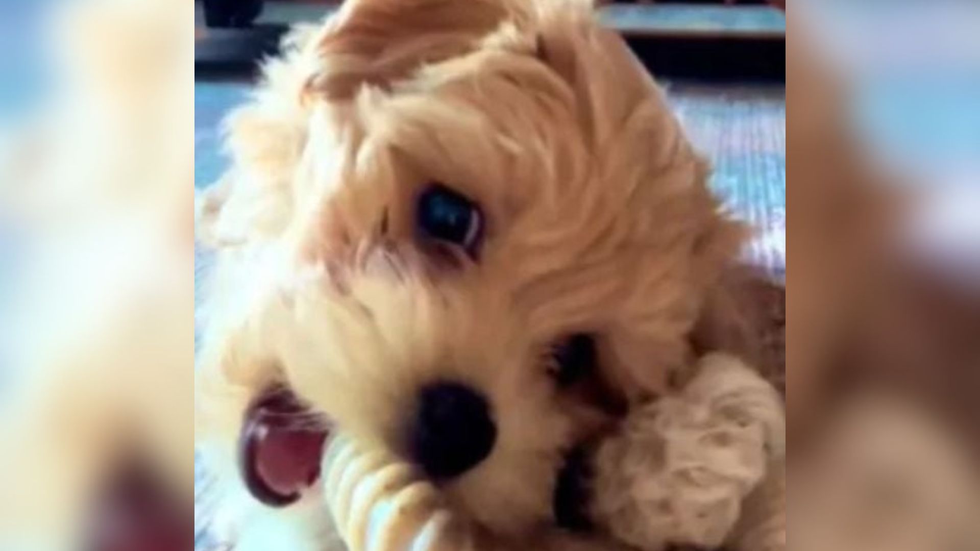 sweet tiny dog