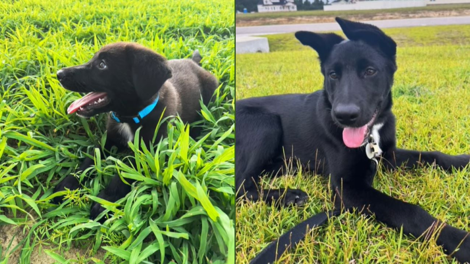 black puppy lying in grass