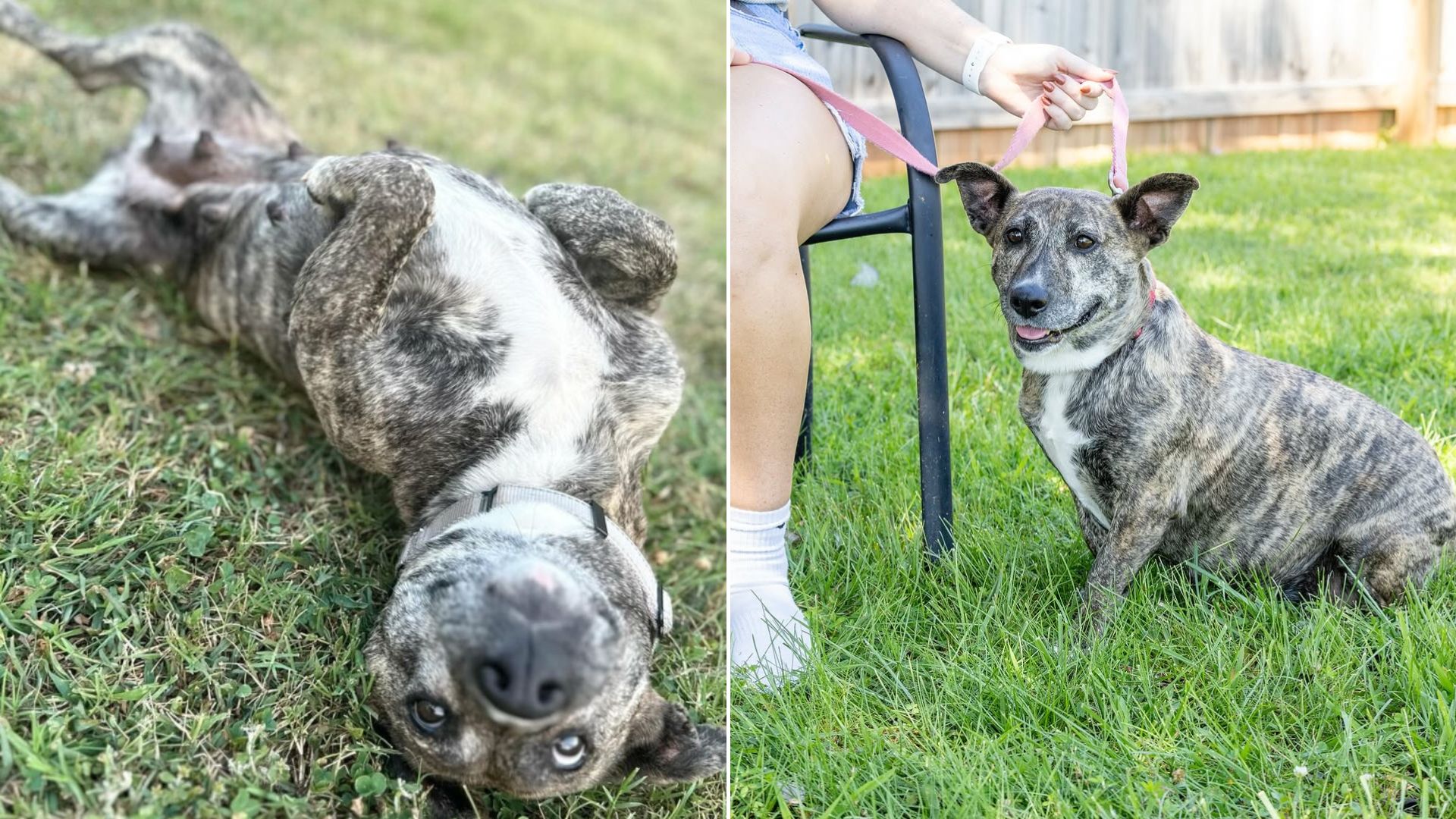 dog laying on grass