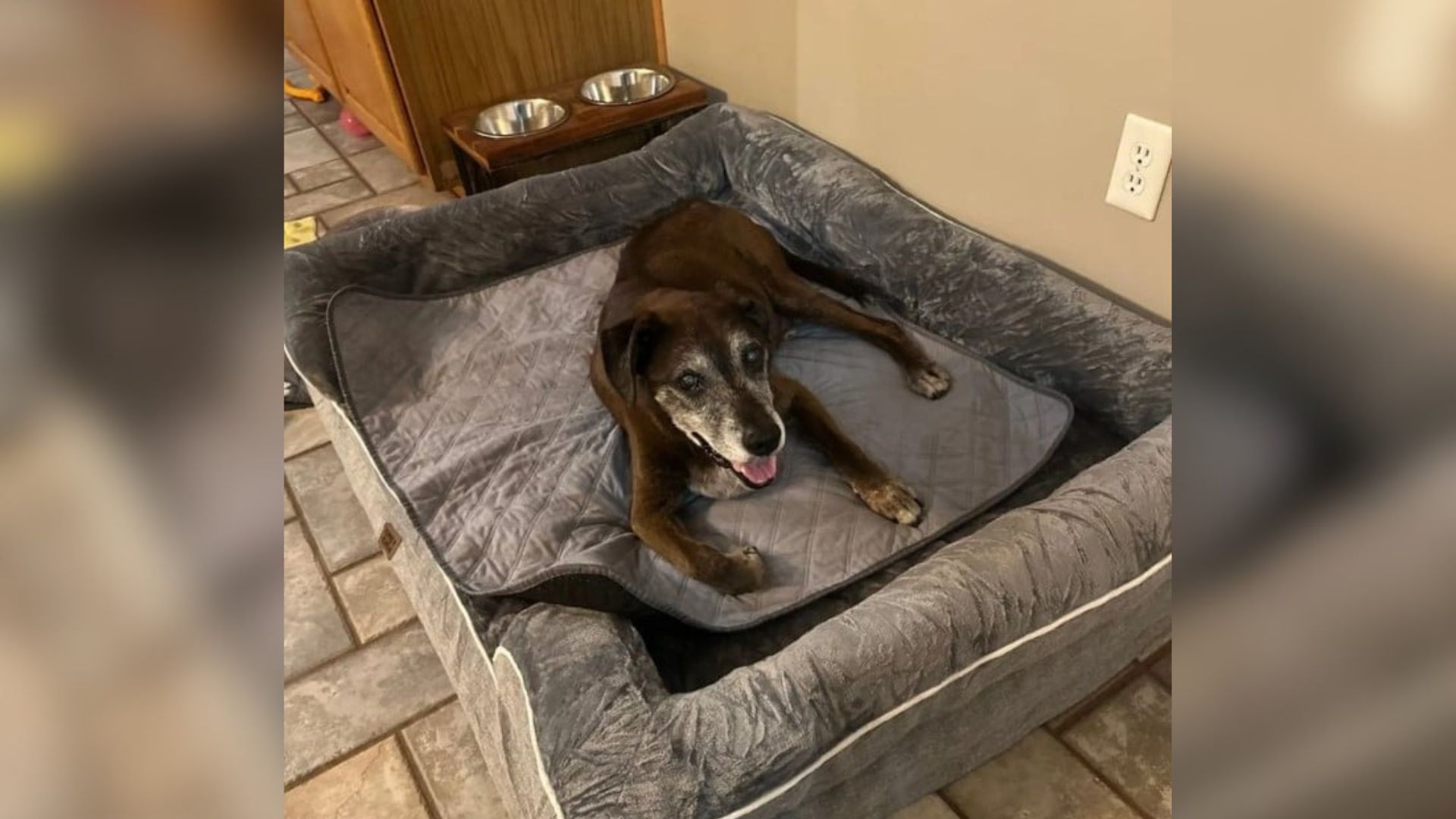 old dog laying down