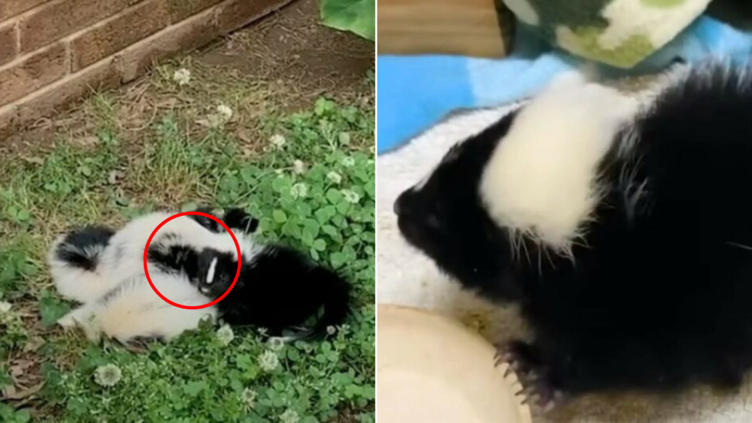 North Carolina Rescuers Scooped Up Eight Baby Skunks, Then One Little ...