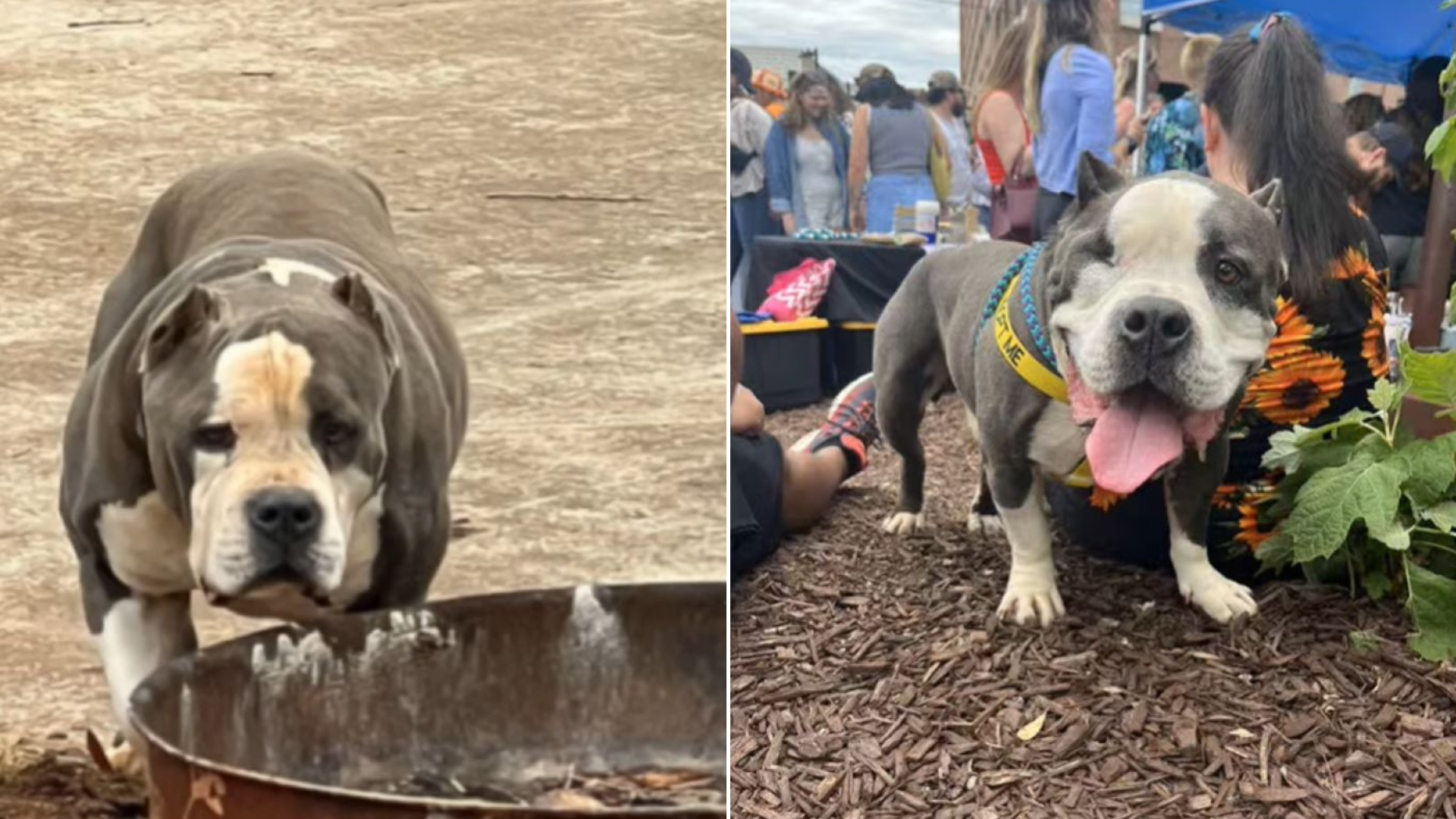 shelter dog outdoors