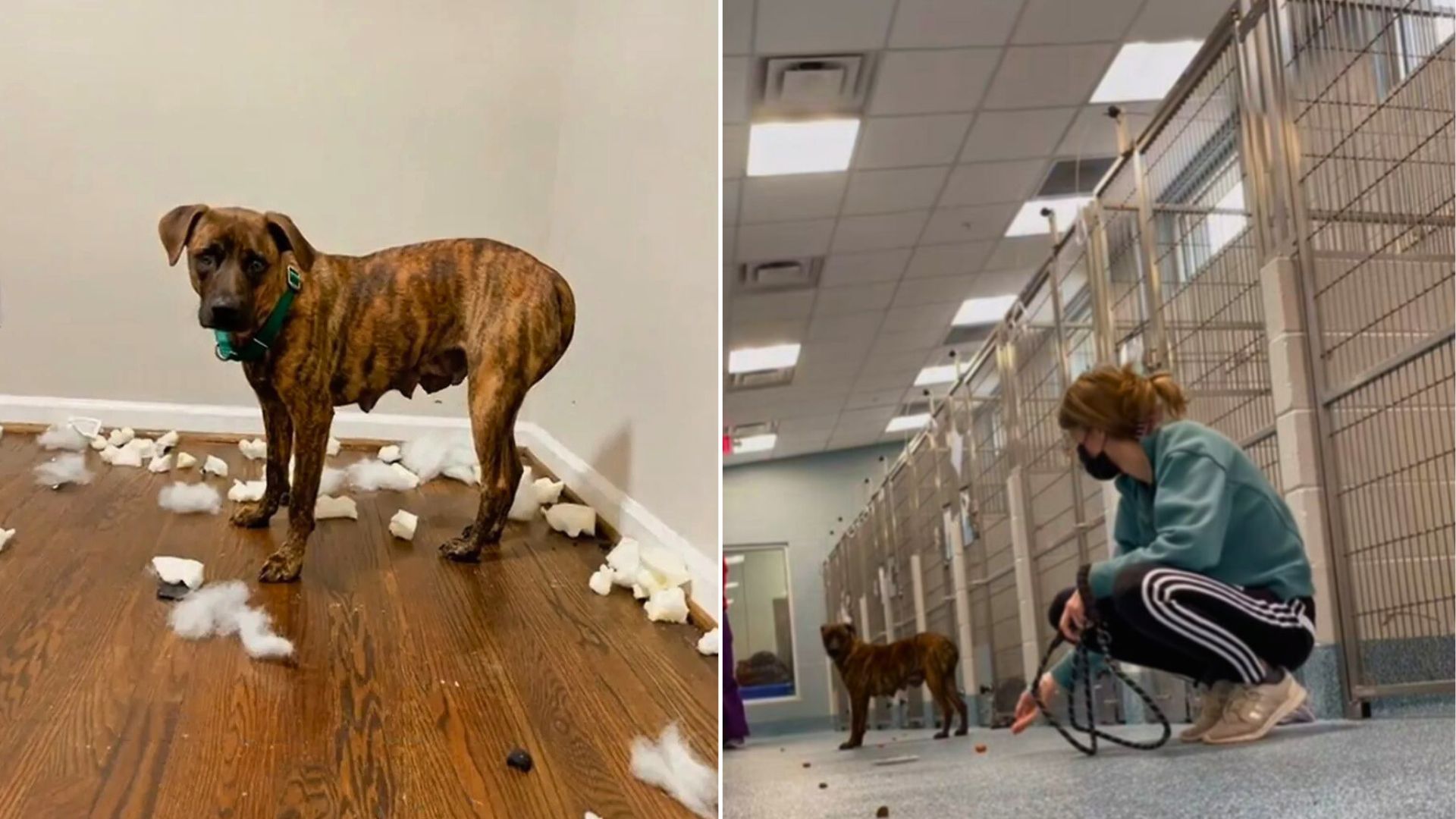 woman and dog in shelter