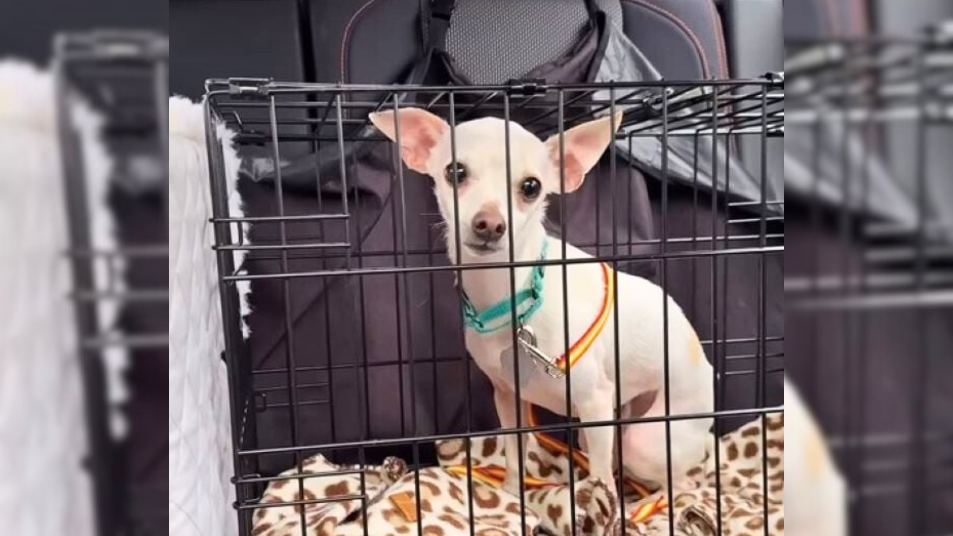 small white dog in cage
