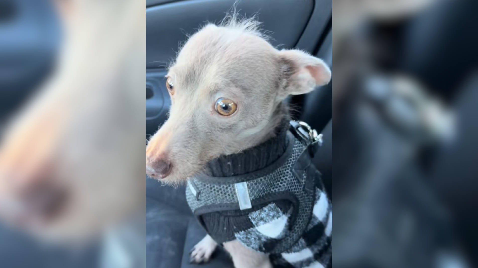 confused dog in car