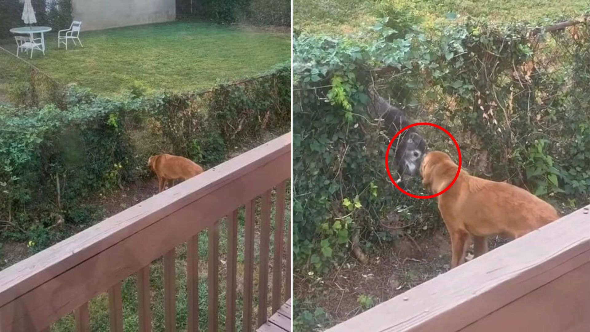 two sweet dogs