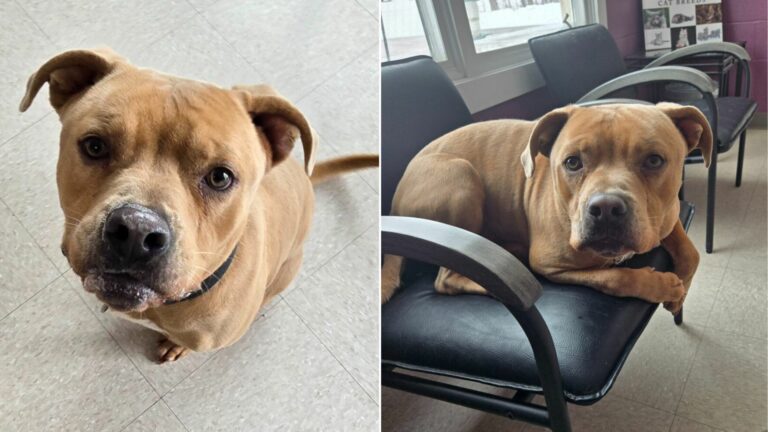 abandoned dog