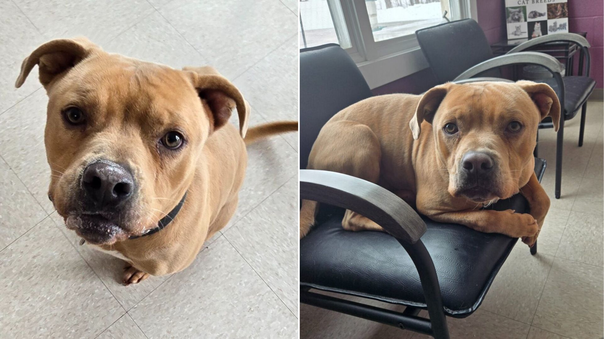 abandoned dog