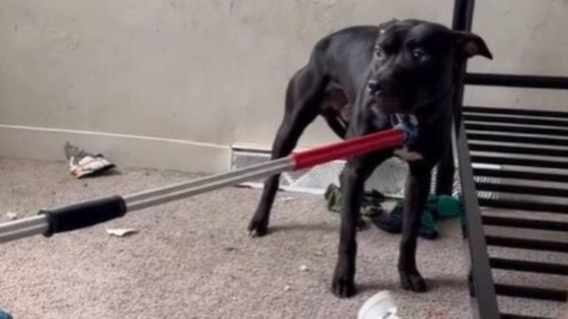 scared dog